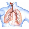 курс повышения квалификации "Заболевания органов дыхани..